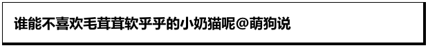 宇宙第一可爱小宝贝！社畜很需要奶猫治愈啊！